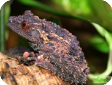 Theloderma leporosum