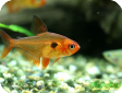 Megalamphodus sweglesi