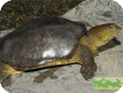 Lissemys punctata (Индийская Лопастная) 