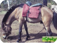 Тимор (Timor pony)