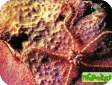 Ophiomastix annulosa