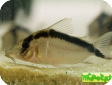 Corydoras narcissus