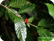 Coffea