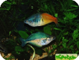 Melanotaenia lacustris
