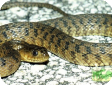 Nerodia floridana