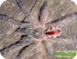 Iridopelma sp. Recife