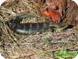 Tiliqua scincoides