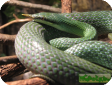 Rhynchophis boulengeri