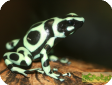 Dendrobates auratus 