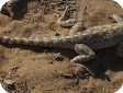 Trapelus sanguinolentus