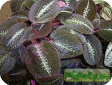 Bertolonia
