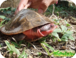 Phrynops rufipes (Красная жабоголовая, Красная амазонская бокошейная) 