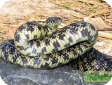 Lampropeltis getula floridana  
