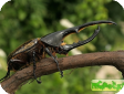 Dynastes hercules hercules 