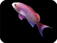Pseudanthias cooperi 