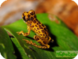 Hyla leucophyllata