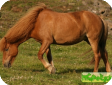 Исландская (The Icelandic Horse) 
