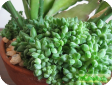 Pachyphytum