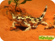 Moloch horridus (Молох)