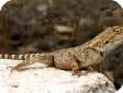 Agama sanguinolenta (Агама степная)