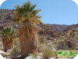 Washingtonia filifera, Washingtonia robusta