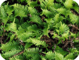 Polypodium