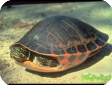 Pseudemys alabamensis (Алабамская краснобрюхая) 