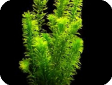 Elodea densa