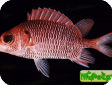Sargocentron violaceum 