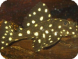 Baryancistrus sp. (L142, LDA33)