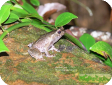Xenophrys aceras