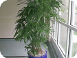Rhapis L. f.