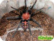 Cyclosternum fasciatum (Davus fasciatus)