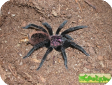 Xenesthis intermedia  