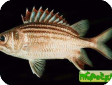 Sargocentron praslin 