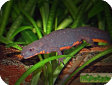 Cynops orientalis