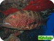 Variola louti 