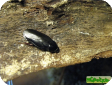 Pycnoscelus nigra (Чёрный пикносцеллюс)