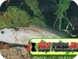 Mormyrus caschive (Mormyrus niloticus)