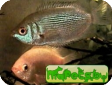 Helostoma temminicki