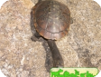 Acanthochelys pallidipectoris