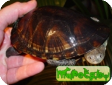 Acanthochelys radiolata