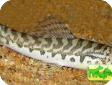 Acanthocobitis botia (Botia acanthocobitis)