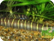 Acanthophthalmus myersi