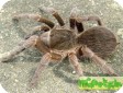 Acanthoscurria suina