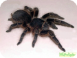 Acanthoscurria musculos