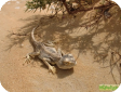 Agama ruderata (Агама руинная)
