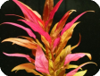Alternanthera sessilis