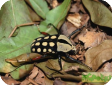 Amaurodes passerini linnei 