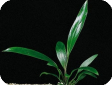 Anubias lanceolata